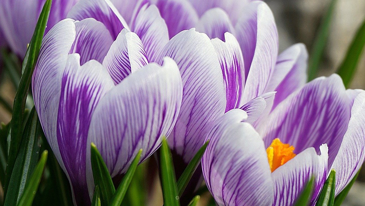 Le safran : une plante adaptogène contre la dépression légère