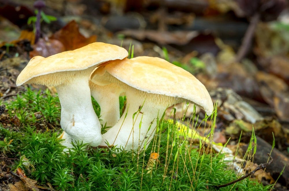 Pied de mouton : un champignon sans danger ?