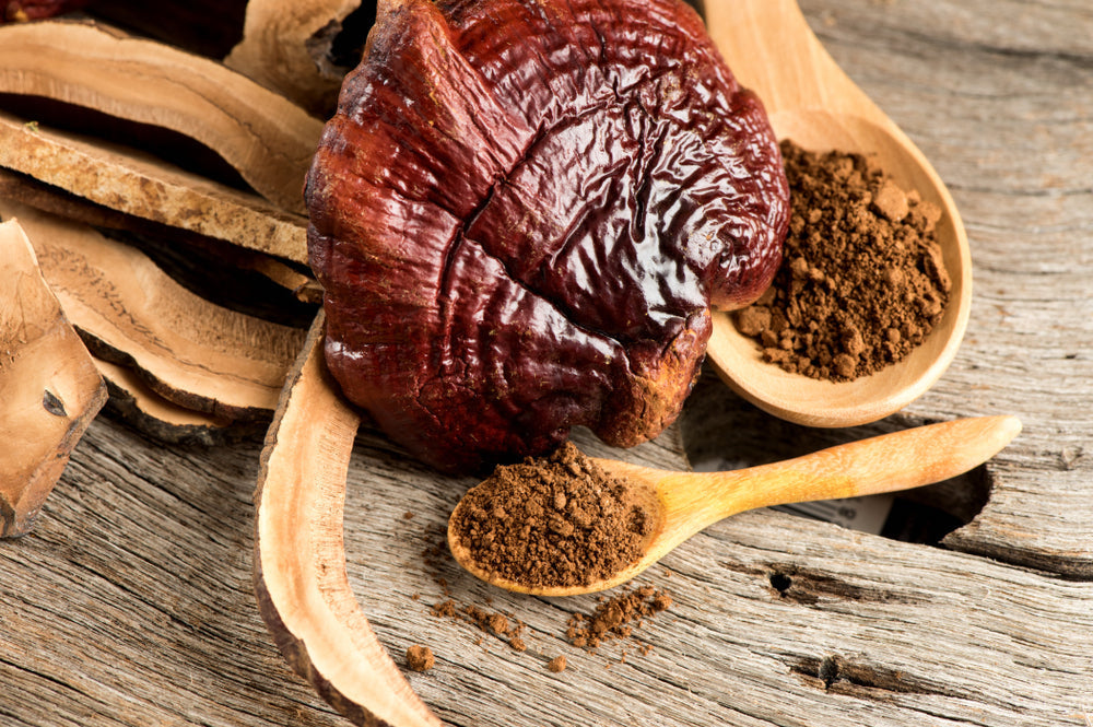 Comment faire votre poudre de champignons ?