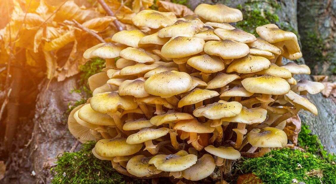 Armillaire couleur de miel : un champignon médicinal aux vertus peu connues