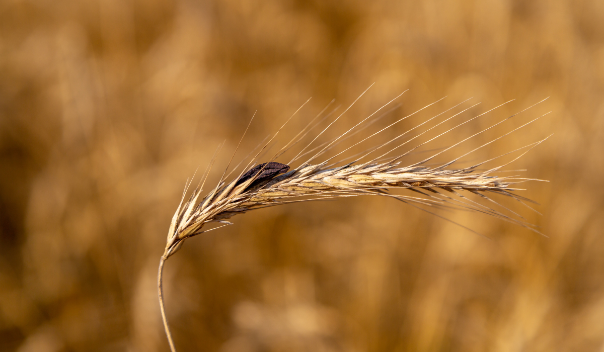 Ergot de seigle : du champignon maudit au LSD