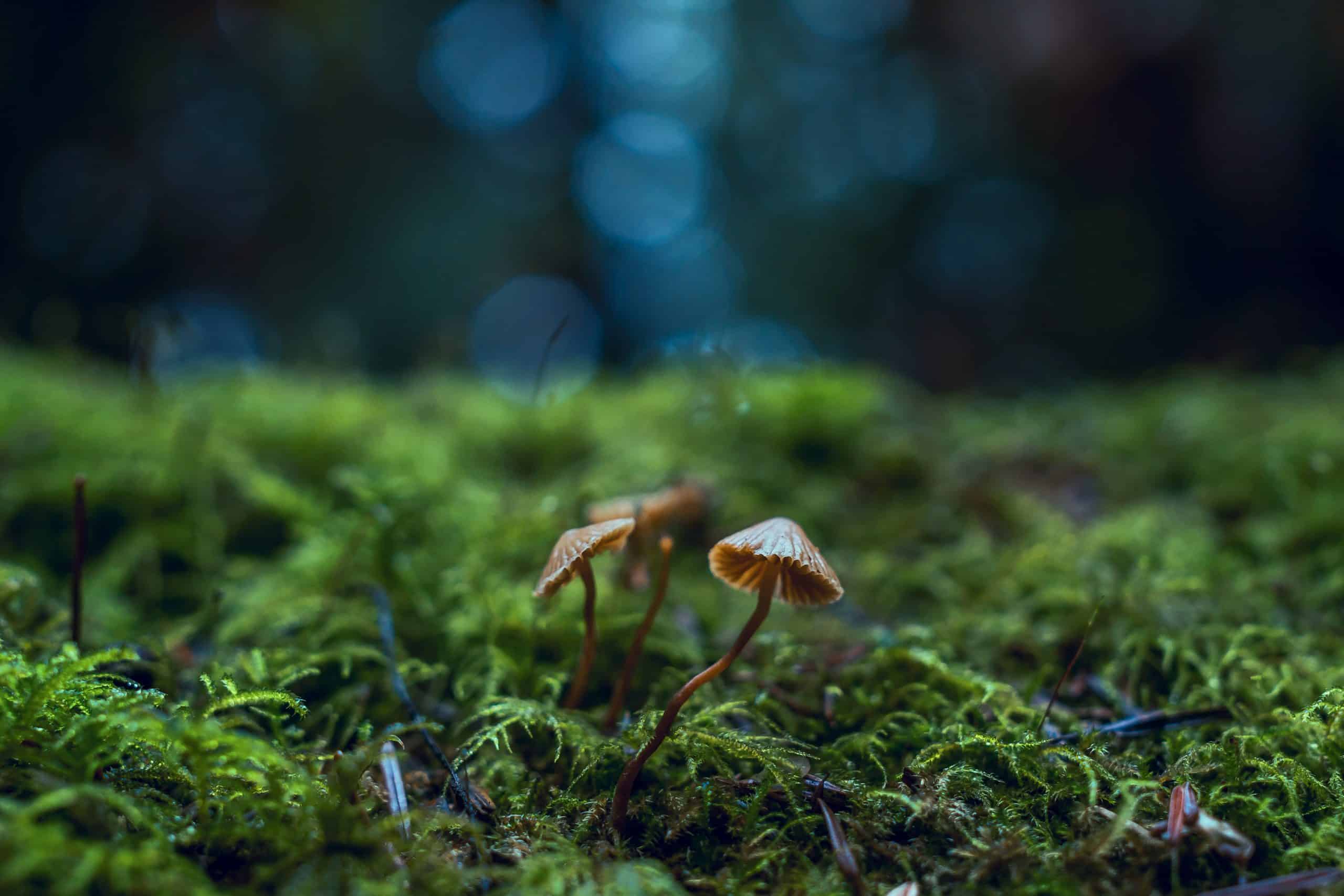 Fantastic Fungi : notre avis sur le célèbre documentaire