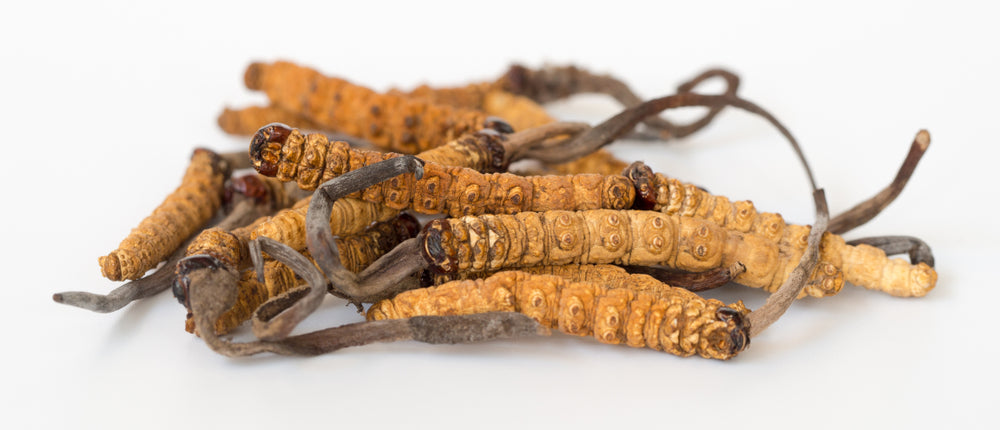 Cordyceps sinensis, le champignon tibétain de la vitalité