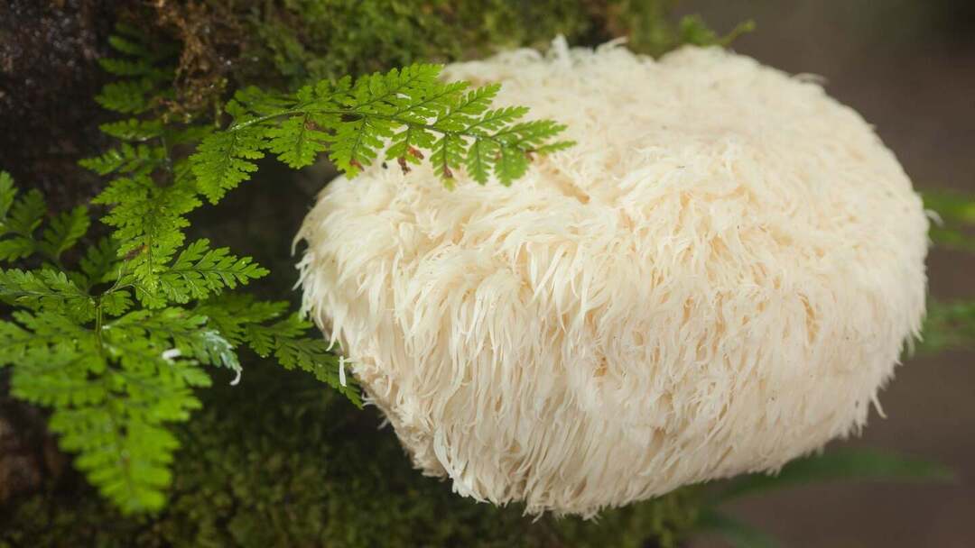 Crinière de lion : ce champignon peut-il améliorer la mémoire ?
