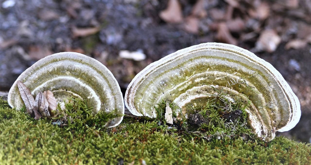 Comment survivre en forêt grâce à l'amadou ?