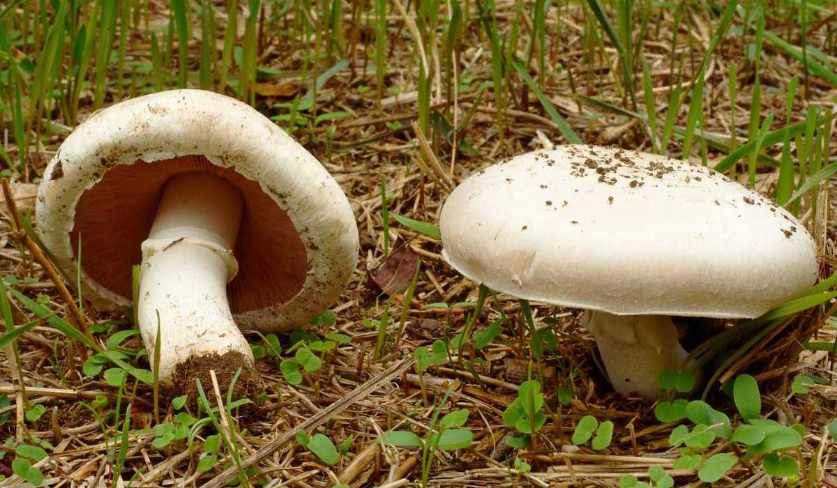 Le rosé-des-prés a-t-il des bienfaits pour la santé ?