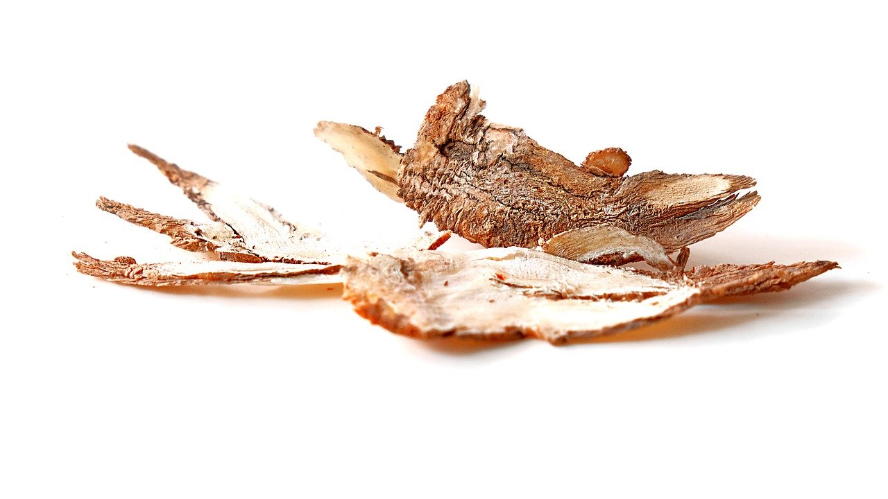 Angélique chinoise : la plante tonique pour les femmes