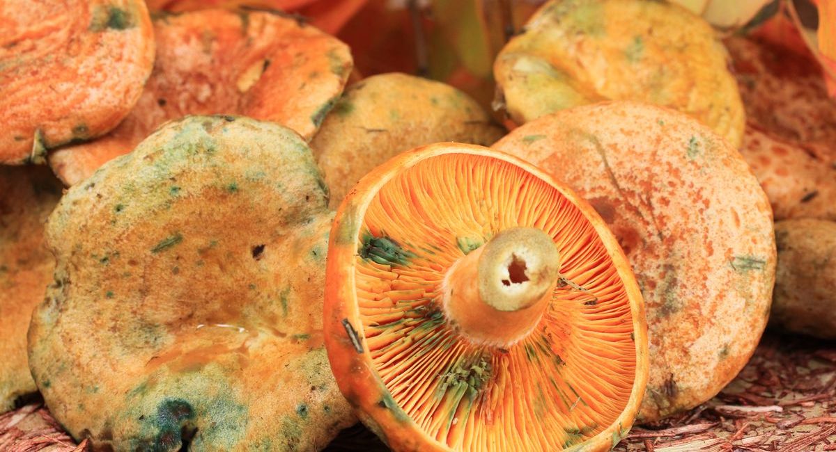 Le lactaire délicieux : un champignon de compétition en Catalogne