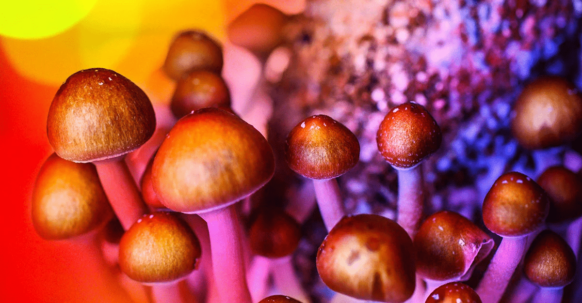 Les champignons hallucinogènes sont-ils vraiment magiques ?