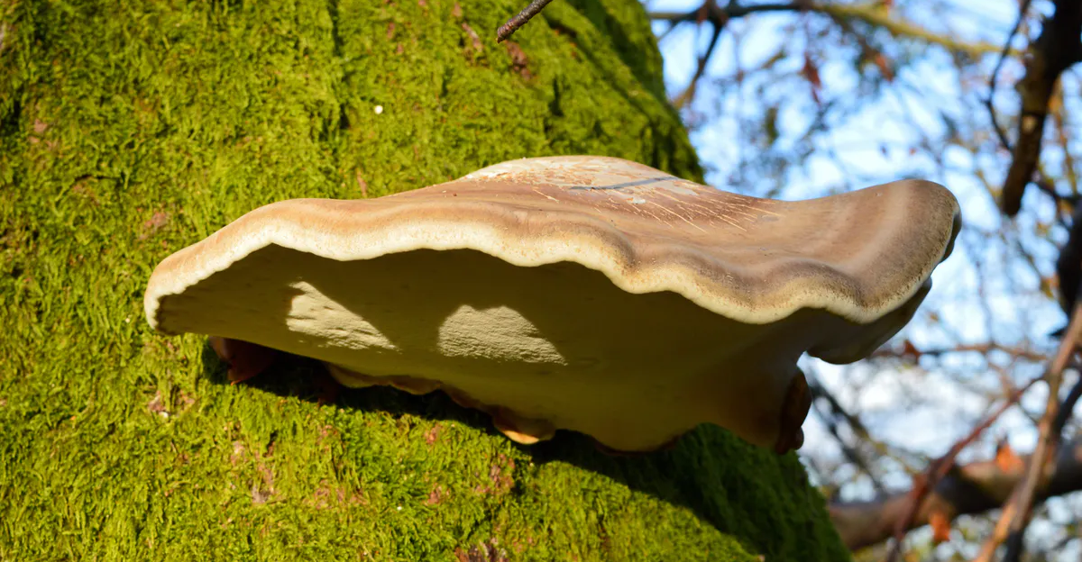 Polypore du bouleau : le grand oublié des champignons médicinaux