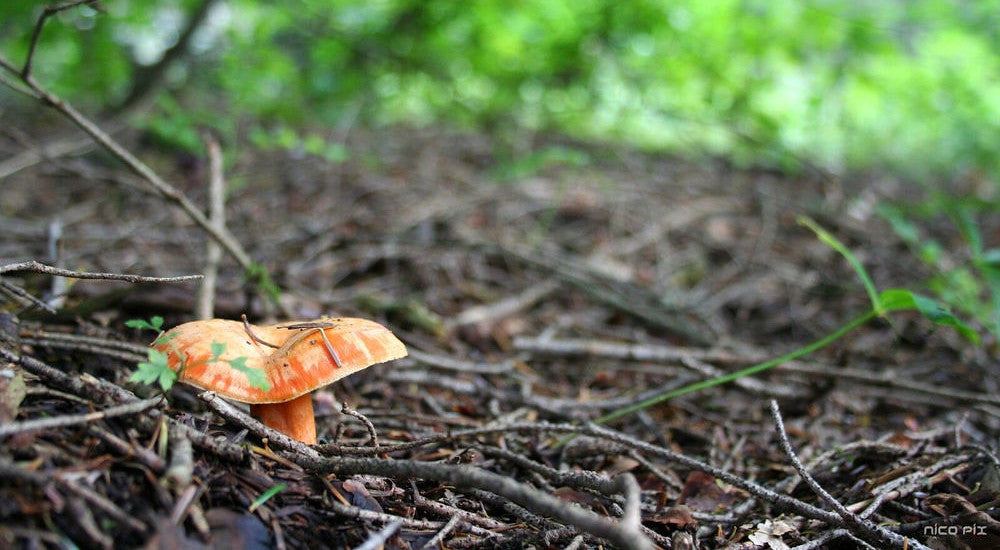 Le lactaire sanguin : tout savoir sur ce champignon
