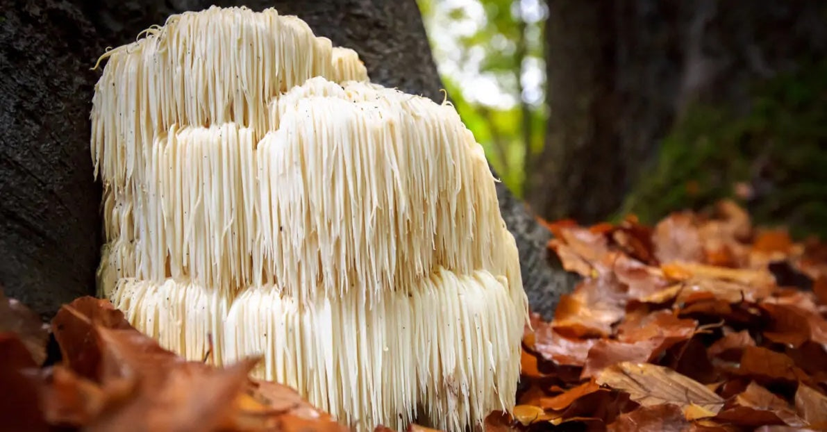 Crinière de lion : un champignon pour booster le cerveau