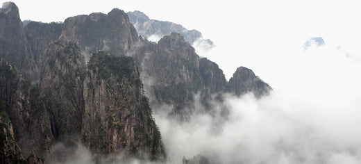 Reishi : la quête taoïste du champignon de l'immortalité