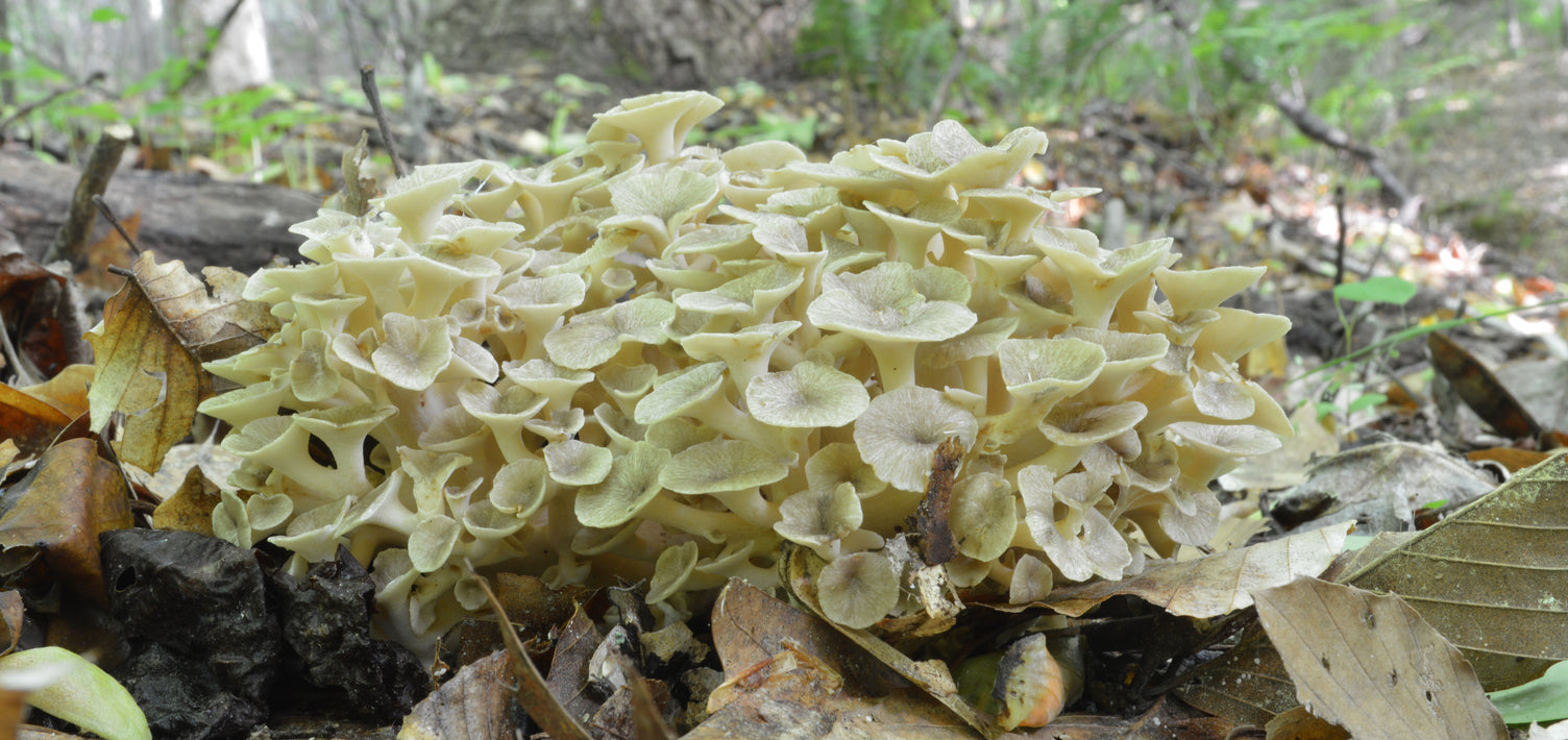 Polypore en ombelle : la chasse à la poule des bois
