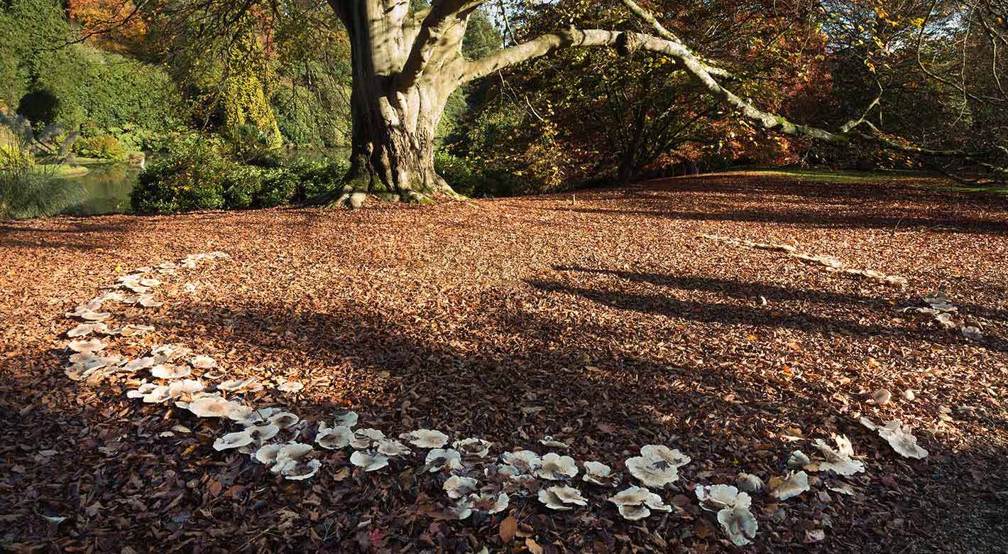 Rond de sorcière : un champignon caché sous la pelouse
