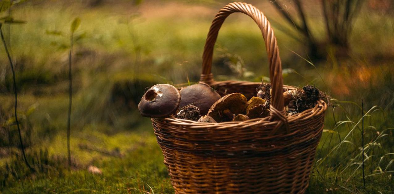 Cèpe de bordeaux : bienfaits du roi des champignons