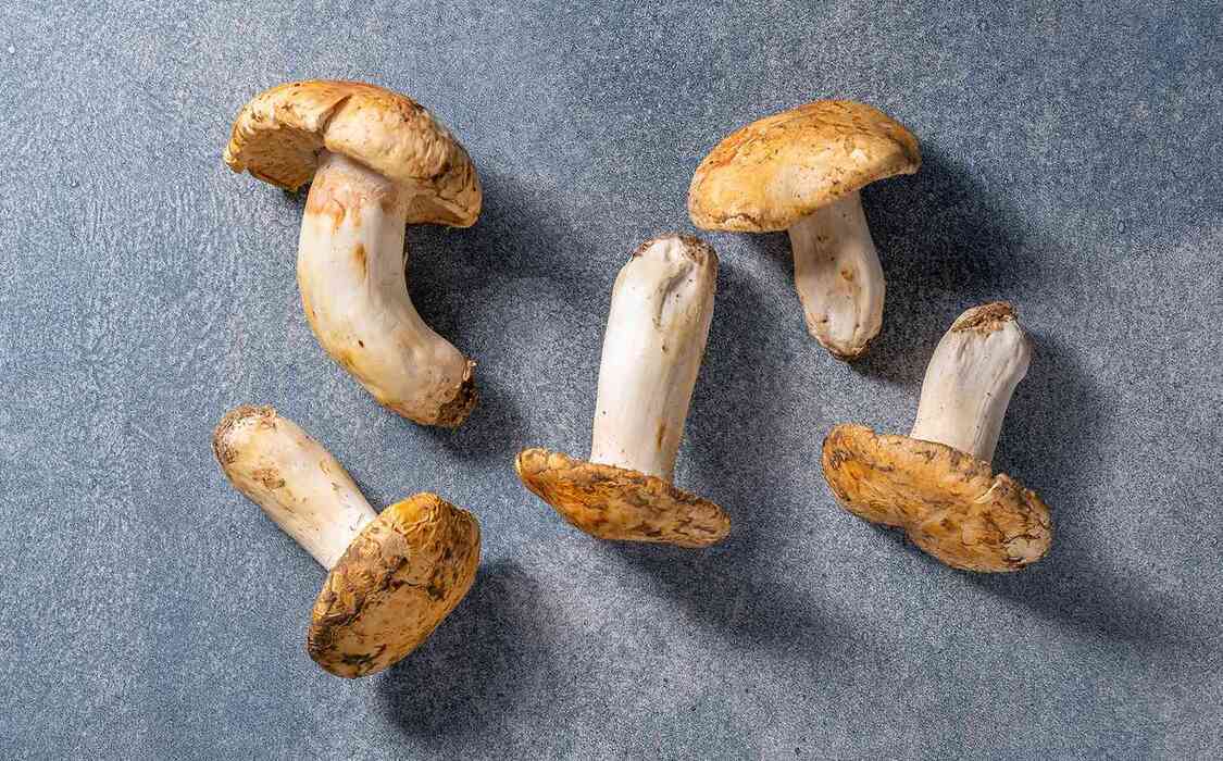 Matsutaké : un festin anti-âge sur votre pelouse ?