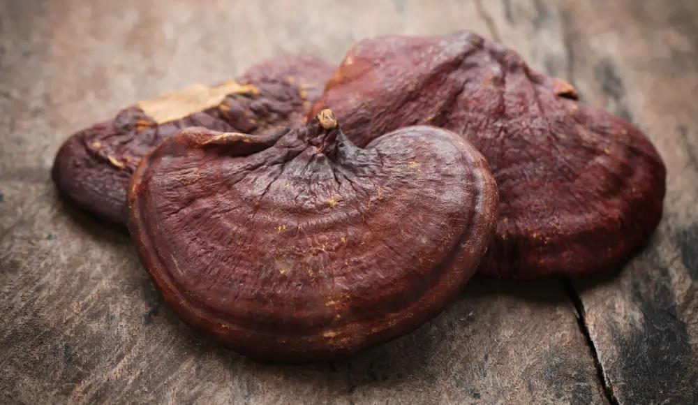 Bêta-glucanes : les composés secrets des champignons médicinaux pour booster l'immunité