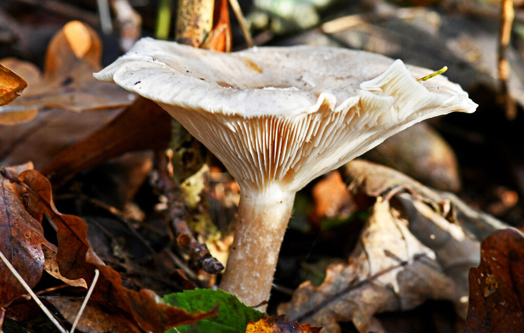 Le lactaire poivré : champignon toxique ou comestible ?