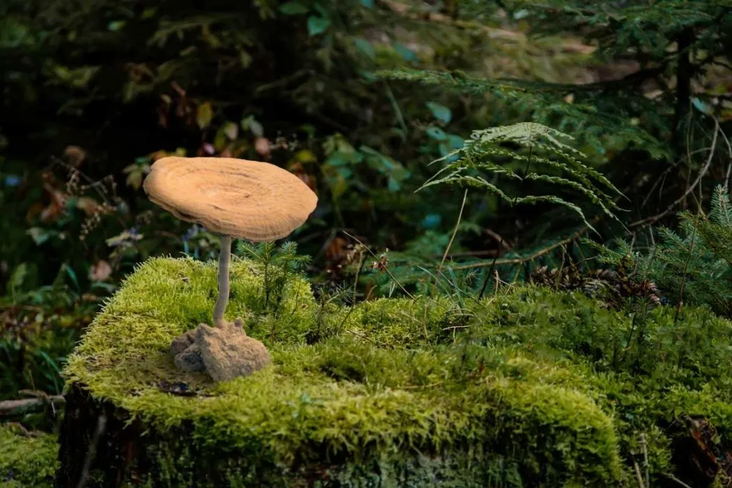 Champignon lait de tigre : le trésor caché de la Malaisie