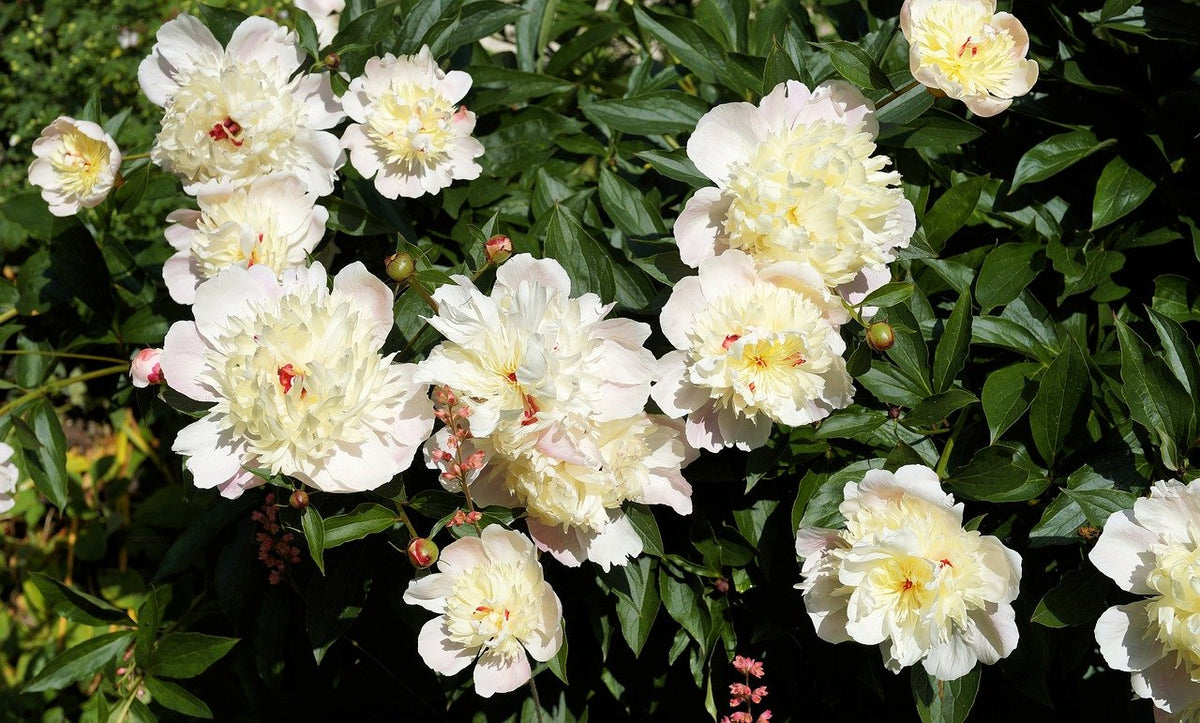 Racine et fleur de pivoine de Chine blanche (Bai Shao Yao), plante tonique de la médecine traditionnelle chinoise
