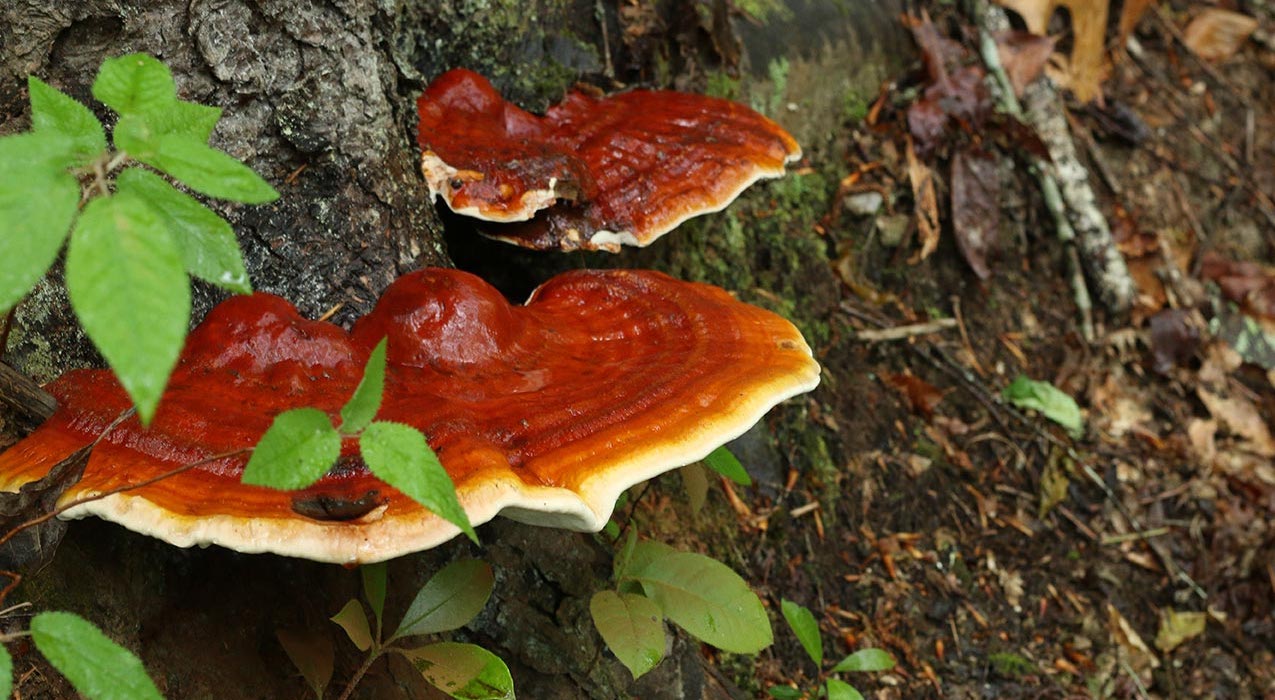 Reishi : ce champignon fait-il vraiment maigrir les souris ?