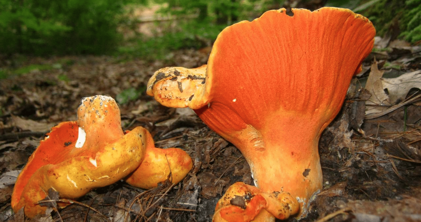 Champignon crabe : un bon ingrédient pour vos salades ?
