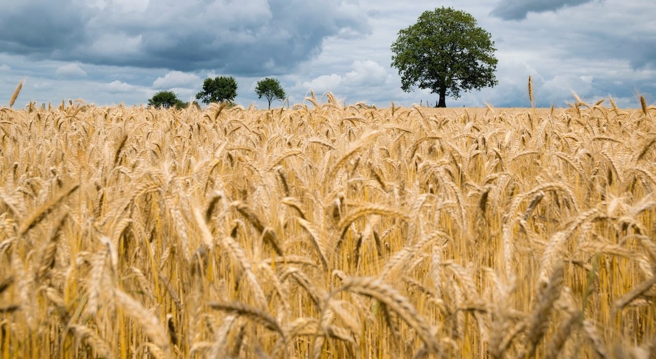 Champignons magiques et LSD : l'énigme des sorcières de Salem