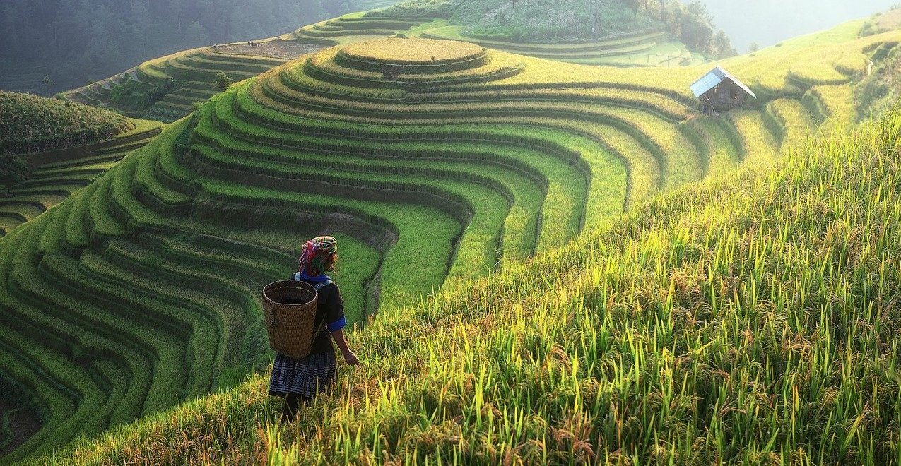 Jiaogulan : enquête sur la "plante chinoise de l’immortalité"