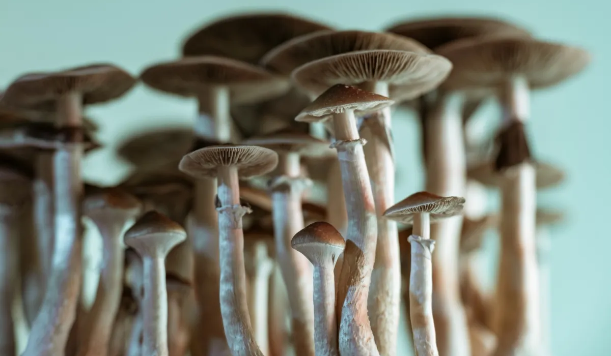 Champignons à psilocybine : la renaissance du mouvement psychédélique aux Etats-Unis