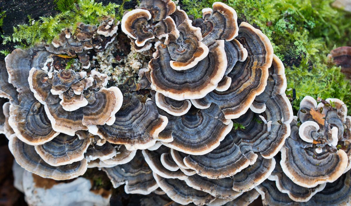 Pourquoi le coriolus versicolor est interdit en France ?