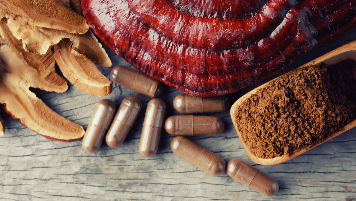 Mycothérapie, la science des champignons pour la santé