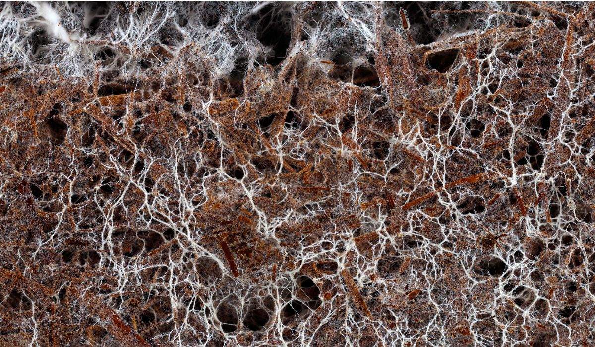 Le mycélium, architecte de "l’internet des forêts"