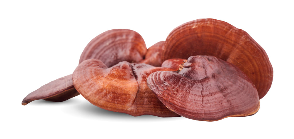 Reishi, le champignon chinois de longue vie