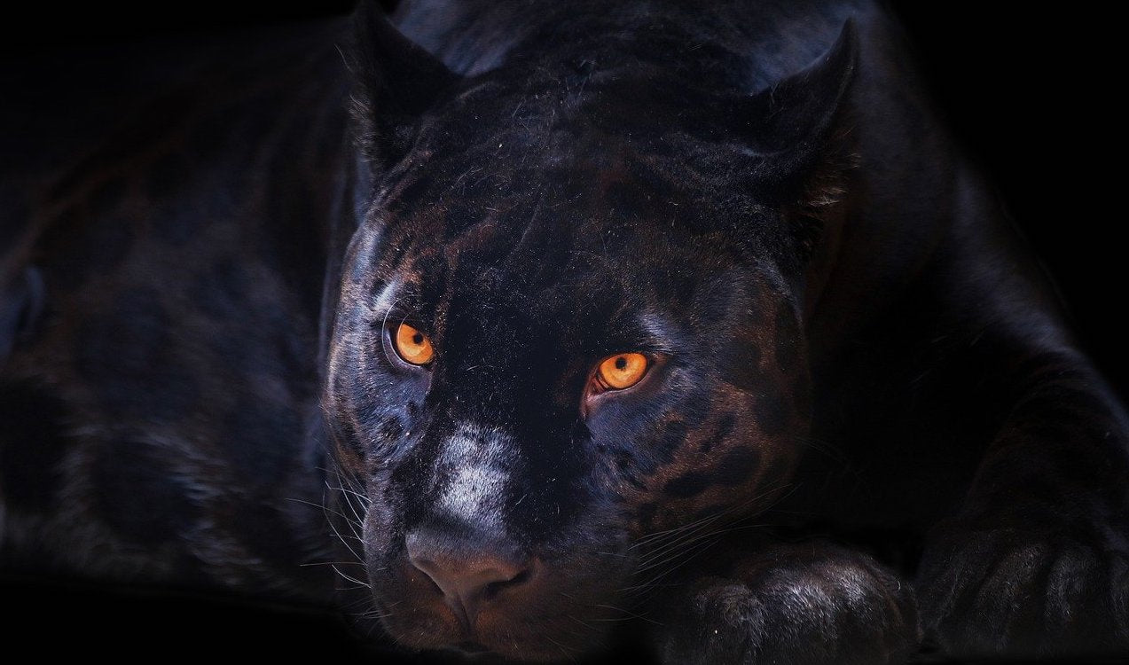 Fuite, lutte et inhibition : les 3 grands comportements humains face au stress