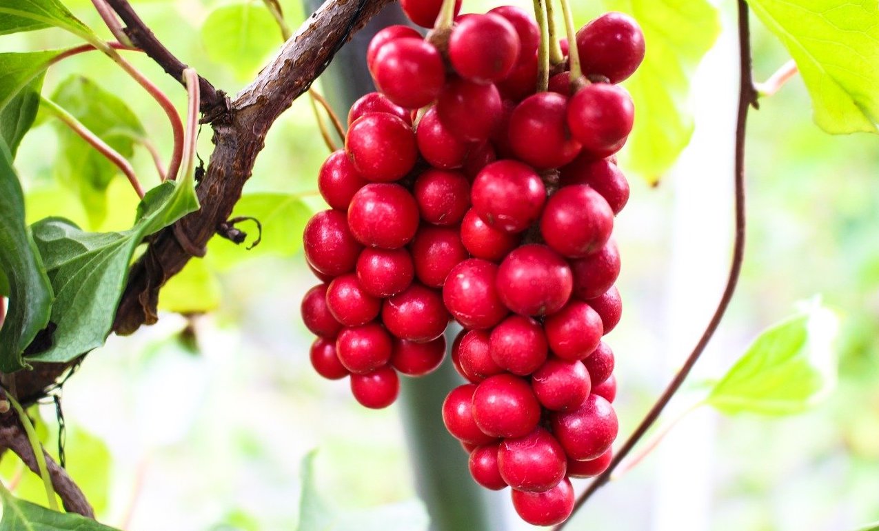 Schisandra chinensis : les bienfaits d'une délicieuse baie adaptogène