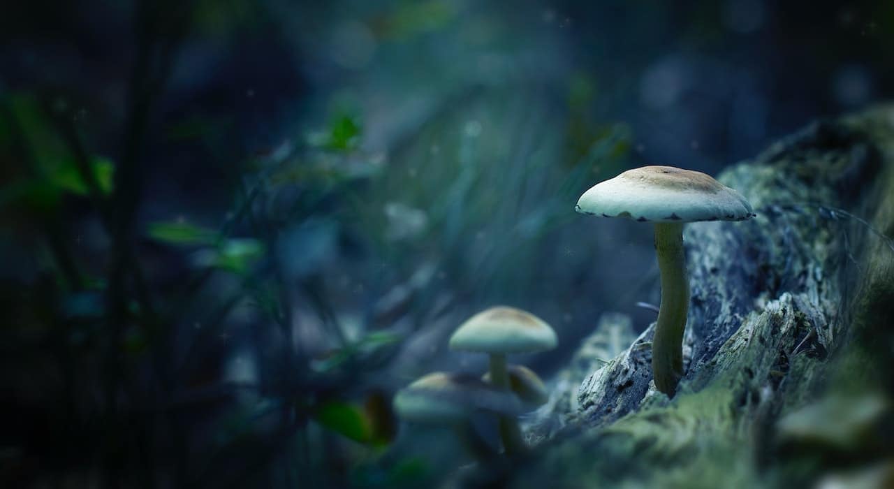 Anatomie d’un champignon de la tête aux pieds