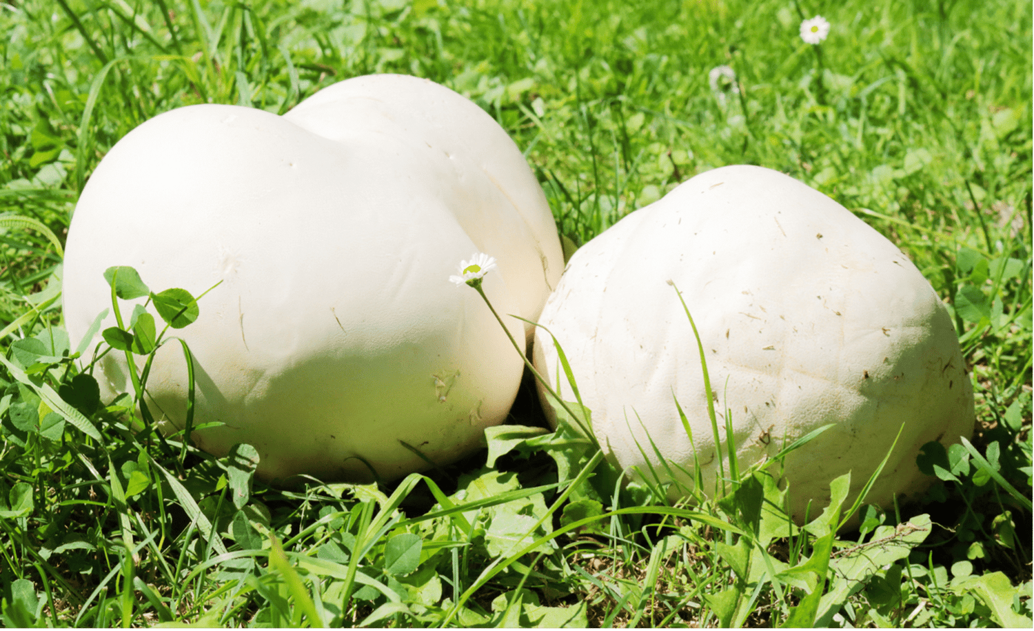La vesse de loup géante : un champignon aussi gros qu’un ballon