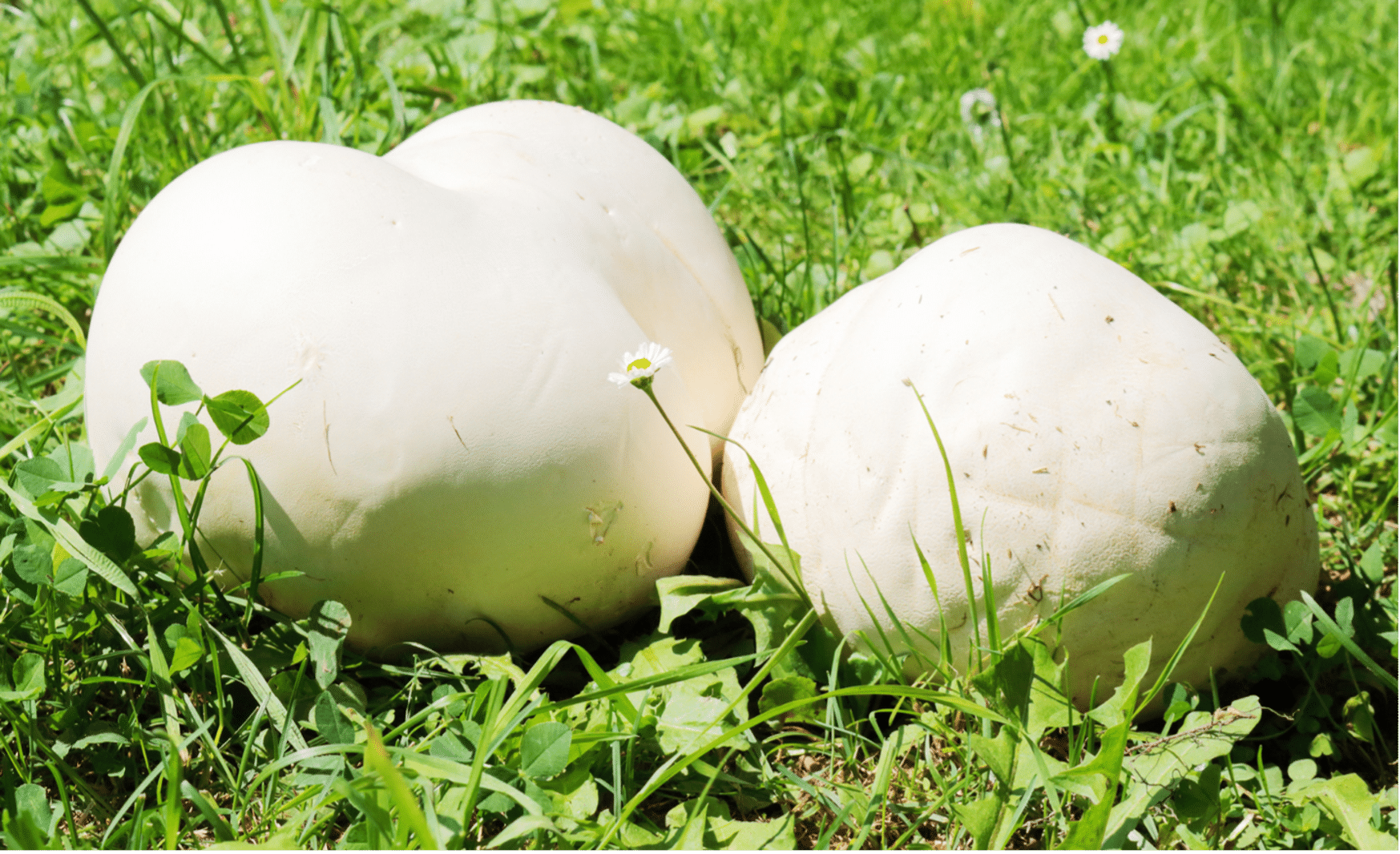 La vesse de loup géante : un champignon aussi gros qu’un ballon