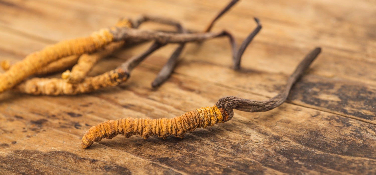 Cordyceps militaris ou sinensis : comment choisir ?