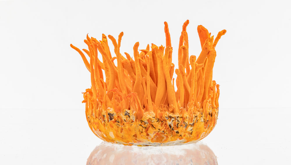 Cordyceps militaris : un champignon pour les sportifs ?