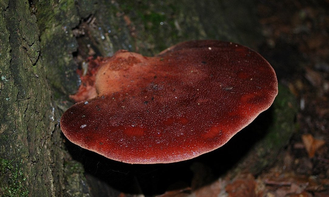 Champignon langue de bœuf : est-il comestible et comment le cuisiner ?