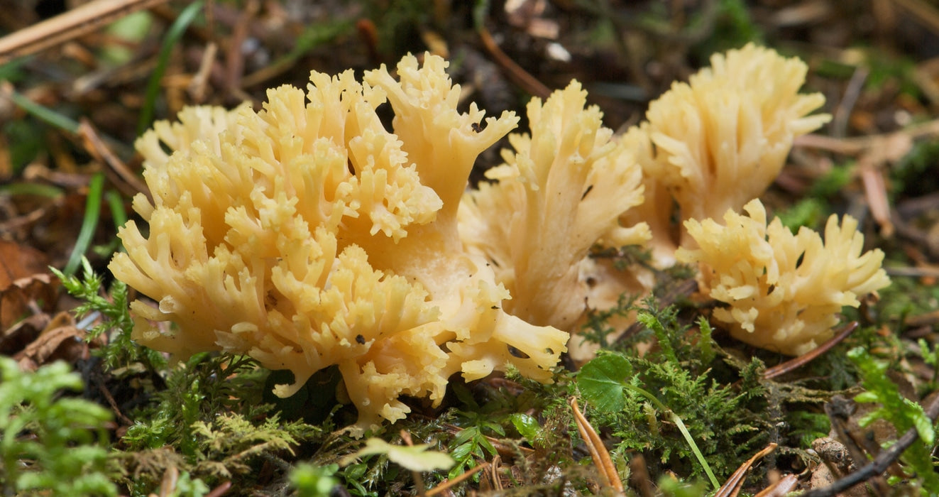 Le guide des champignons en forme de corail