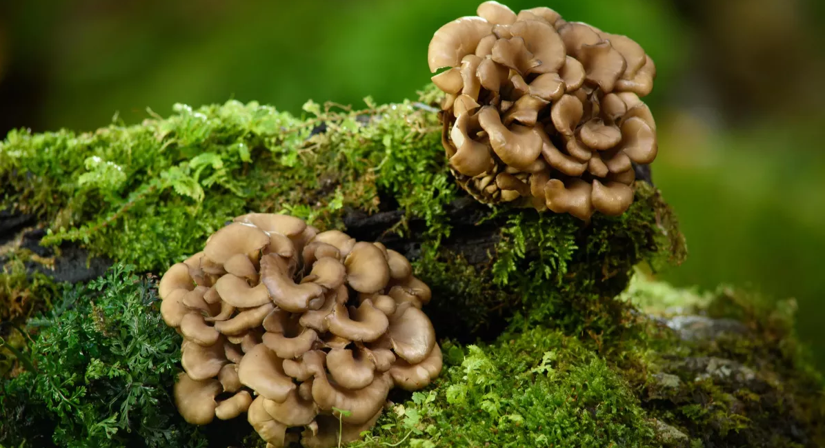 Maitake, le champignon dansant japonais