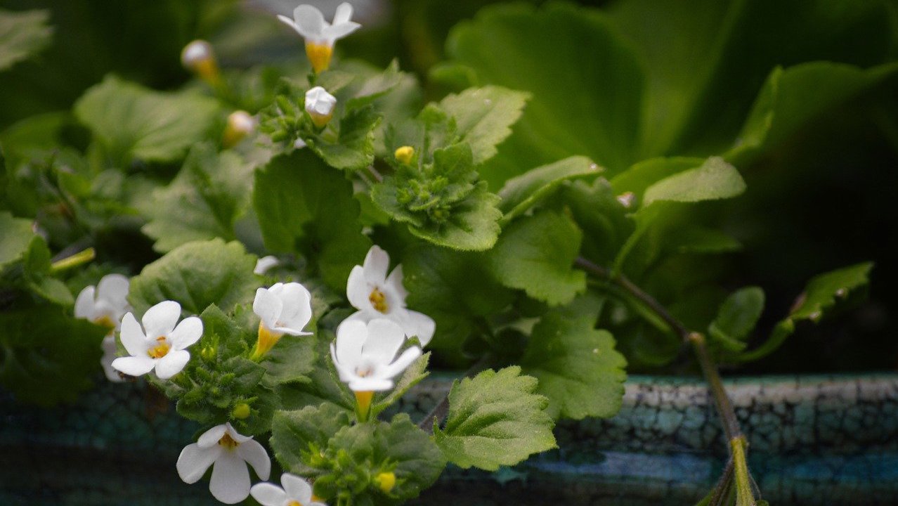 Bacopa Monnieri : la plante adaptogène pour la mémoire à long terme