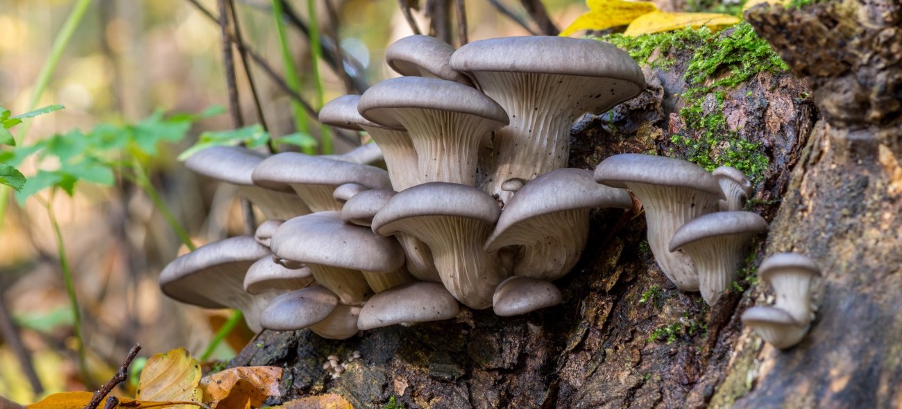 Pleurote en huître : un champignon comestible d’avenir