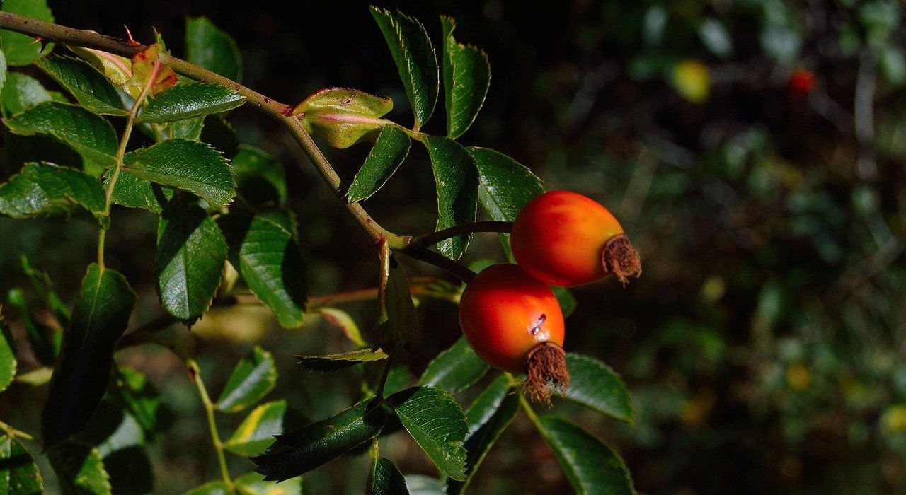 Baies de goji : le super aliment de l’Himalaya aux vertus anti-vieillissement
