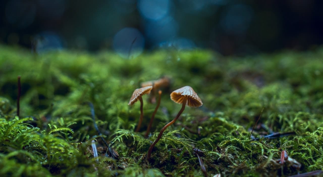 La signification symbolique des champignons dans les traditions spirituelles