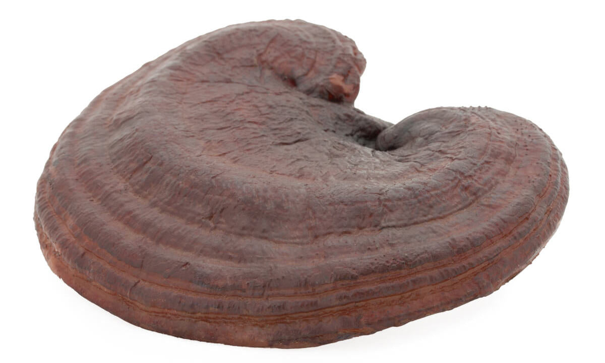 Reishi : un champignon anti-âge pour la beauté des cheveux ?