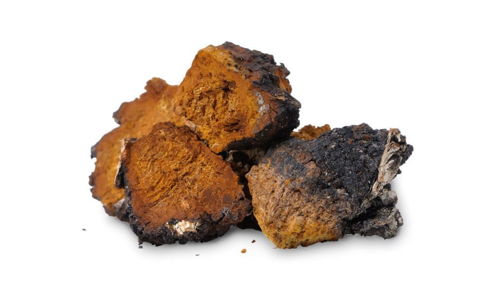 Chaga : un champignon contre le cancer ?